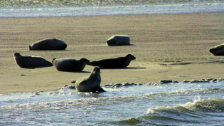 Seehundbänke vor Amrum