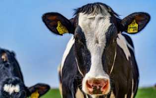 Bio-Milchprodukte an der BS29, Berufliche Schule Uferstraße